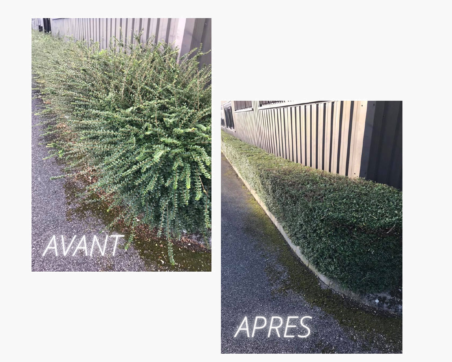 Taille de haie avant /après