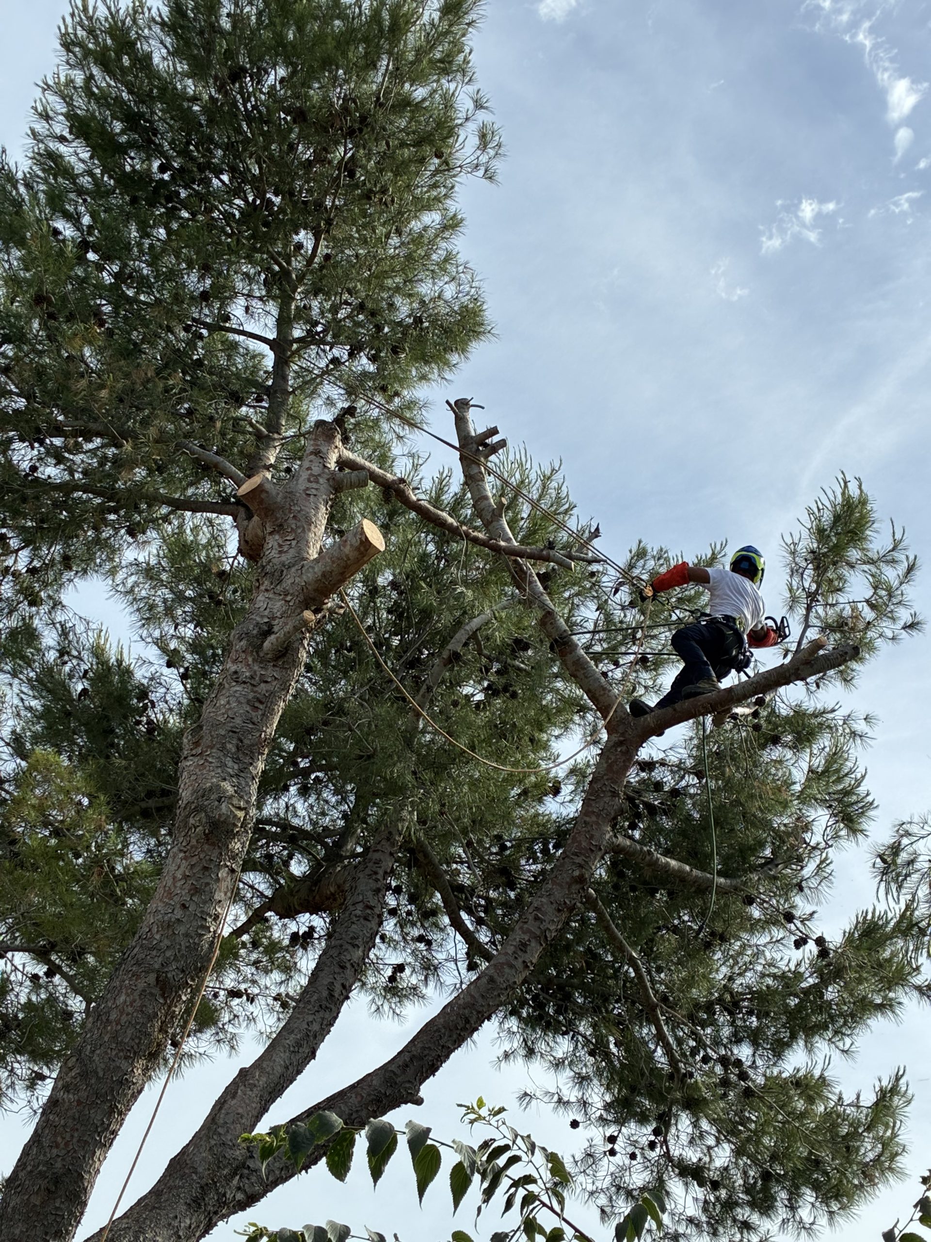 Abattage d'arbre en sécurité à Montpellier