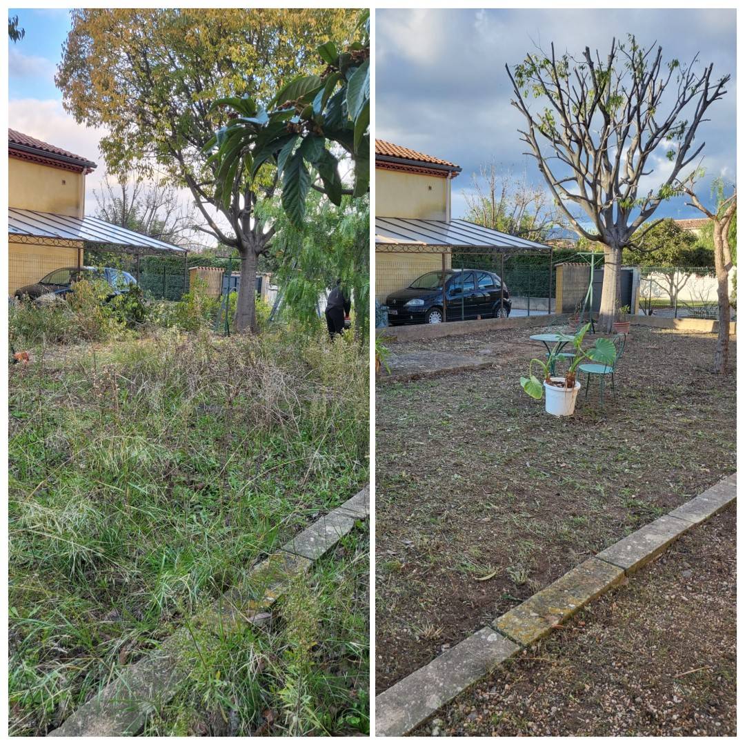 Taille en rideau sur platanes