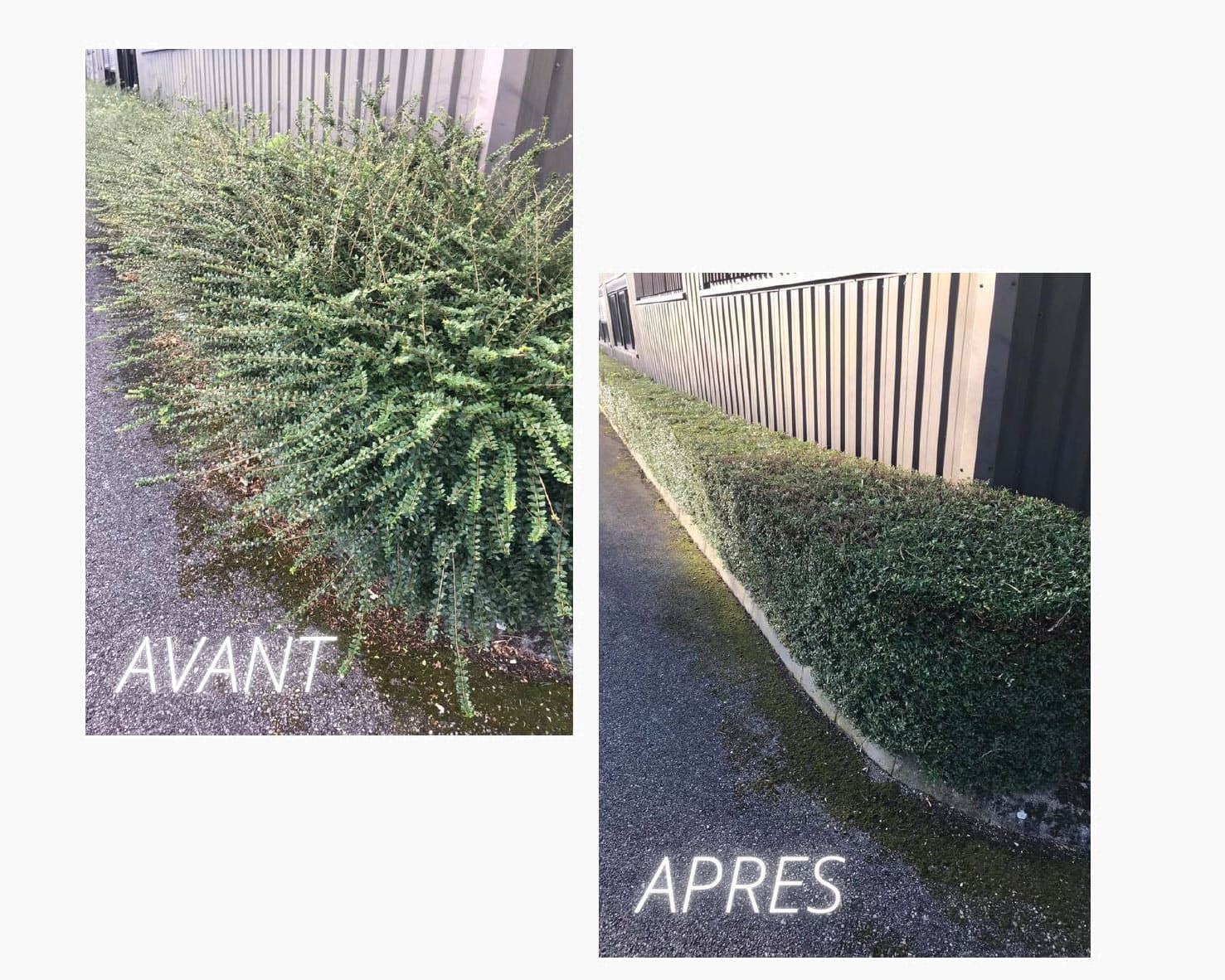 Taille de haies et débroussaillage à Montpellier