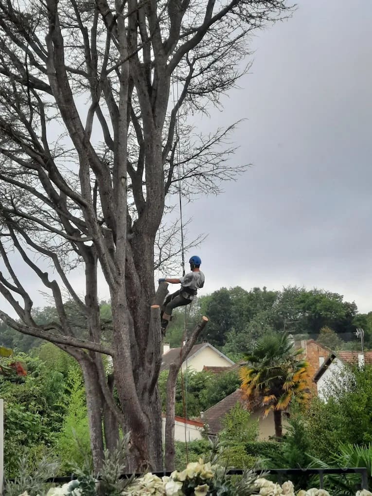 Élagage et abattage d'arbres à Montpellier
