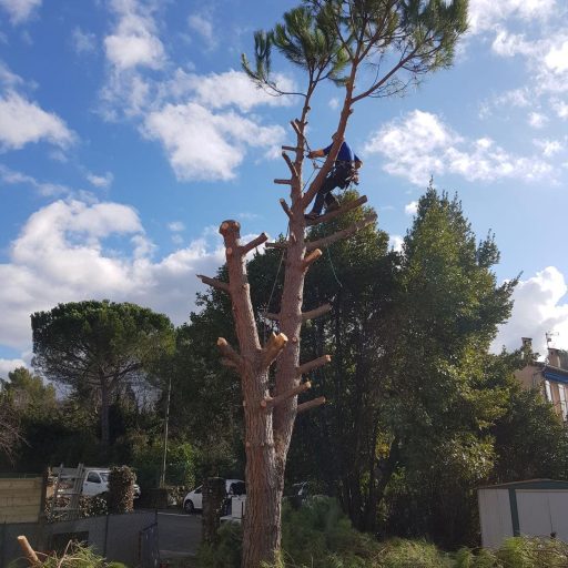 Élagueur grimpeur en intervention sur un arbre à Montpellier